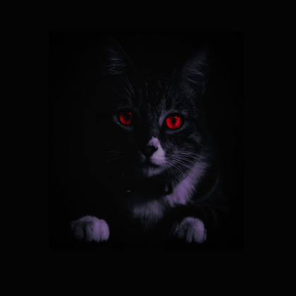 Torba szkolna czarny kot