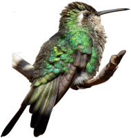 Koliber Młodzież Dziecko