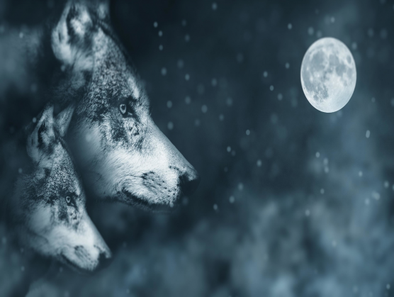 Wolfs Night