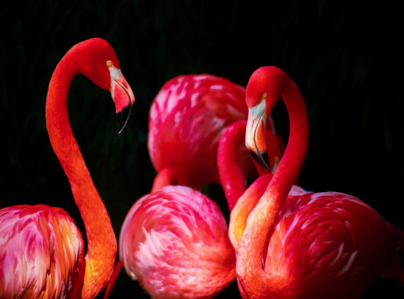 Flamingoo