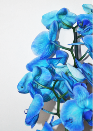 torba Blue orchid Niebieski storczyk orchidea