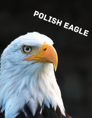 POLISH EAGLE T-SHIRT