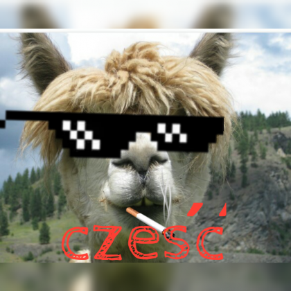 Koszulka lama