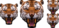 rodzina tygrysów