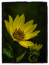 Kybek "Yellow flower"