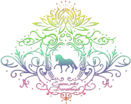 T-SHIRT DAMSKI KOLORY, RÓŻ, KIWI, Z KONIEM -Emblem with a Rainbow Dressage horse and a lotus ©DH