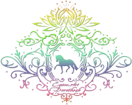 T-SHIRT DZIECIĘCY Z KONIEM -Emblem with a Rainbow Dressage horse and a lotus ©DH