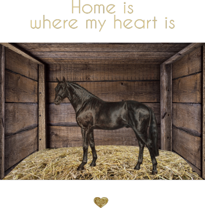 KOŃ - OGIER OLDENBURSKI- SANDRO HIT- DH ©DH - T-SHIRT   - HOME IS WHERE MY HEART IS