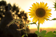 Maseczka bawełniana z filtrem z kwiatami "Pole słonecznikowe"