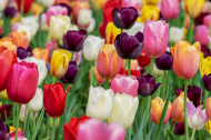 Maseczka bawełniana z filtrem z kwiatami "Tulipany"