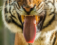 angry tiger maseczka