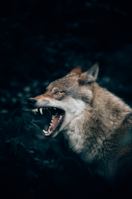 Maseczka - Warczący Wilk