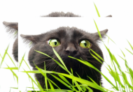 Maseczka - Kot i trawa