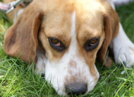 Maska maseczka pies Beagle