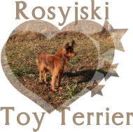 Eko-torba - Rosyjski Toy Terrier