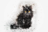 Czarny Kot maseczka
