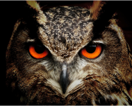 Maska OWL Rogue