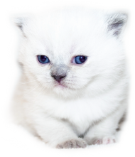 Maseczka z białym kotkiem