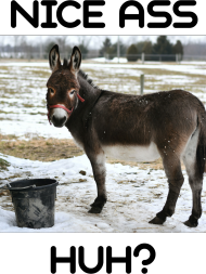 Koszulka: NICE ASS.