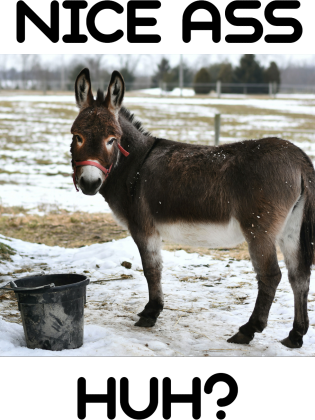 Koszulka: NICE ASS.