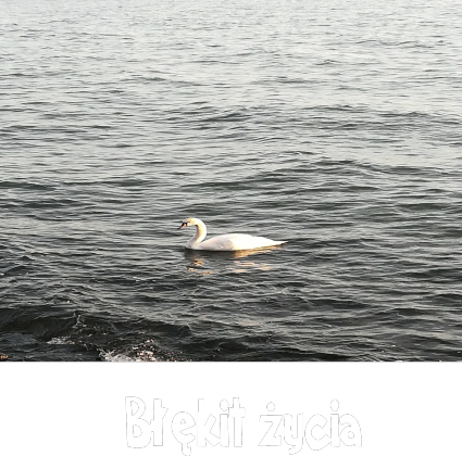Torba na zakupy - łabędź