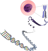 Bluza Damska Klasyczna *The chromosome-DNA love story