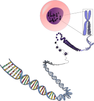 Bluza męska klasyczna *The chromosome-DNA love story