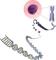 Eko Torba na Ramie *The chromosome-DNA love story