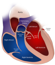 Magiczny Kubek *I am your heart