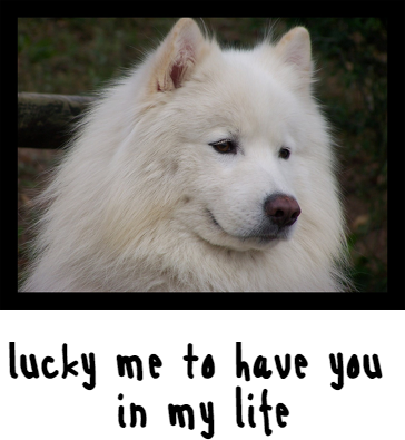 Torba reporterka *Samoyed Love