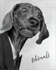Weimali - Wyżeł Weimarski - bluza męska z kapturem z psem