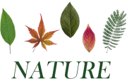 Nature Liście