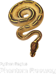 Pyton królewski Python Regius Phantom Freeway