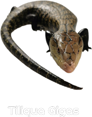 Tiliqua Gigas