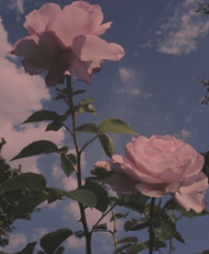 kubek rose