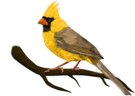 Bluza z kapturem Yellow Cardinal