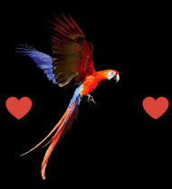 Zakochana papuga