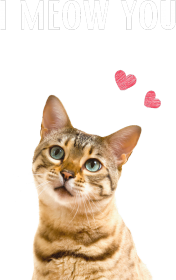 I meow you