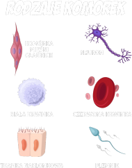 Rodzaje komórek ludzkich nauka