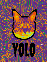 Yolo cat kot