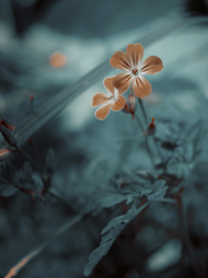 Płótno CANVAS - kwiaty surreal