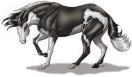 American Quarter Horse