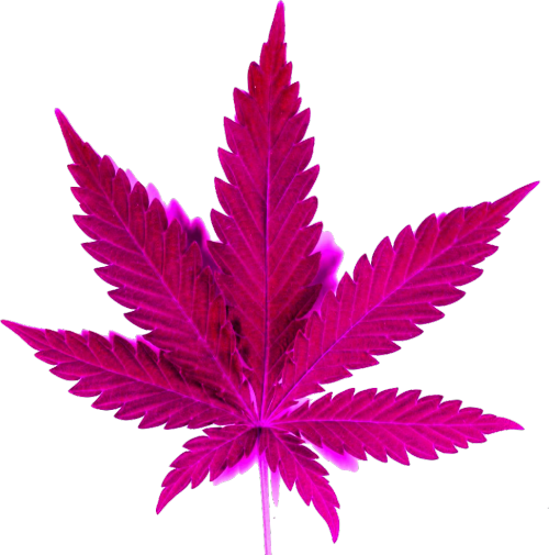 White SmokingWeed