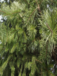 bluza męska z kapturem