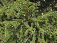 bluza męska z kapturem