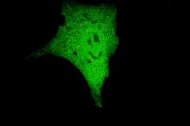 happy cancer cell