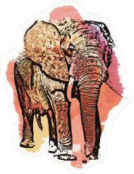 Bluza Elephant