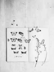 motyle w książce