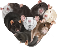 szczurkowe serce bluza
