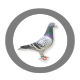 Gołębie-Sklep - Odzież i gadżety dla hodowców gołębi!